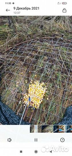 Живо ловушка на дикую утку, гуся, фазана