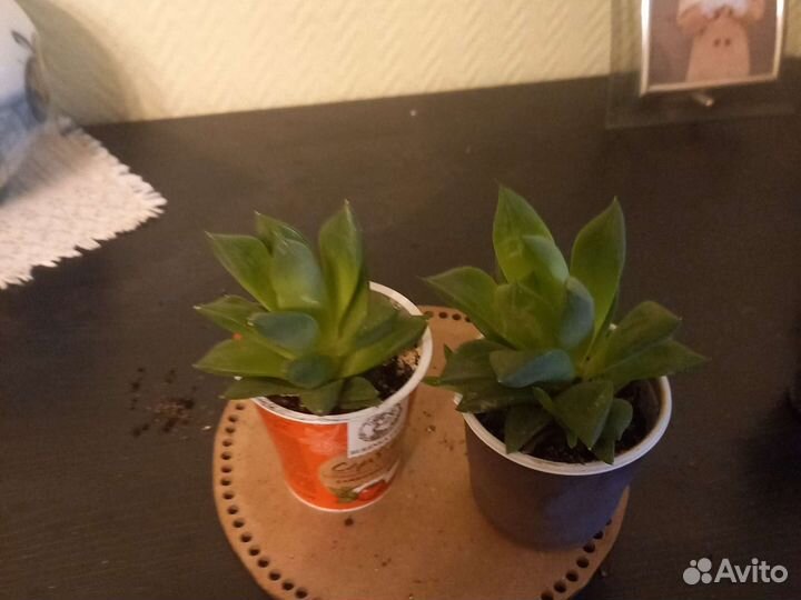 Хавортия ладьевидная