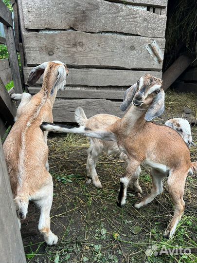 Англо нубийские козлята