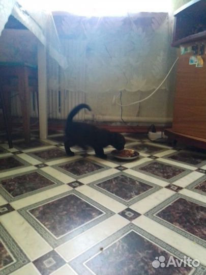 Британские котята