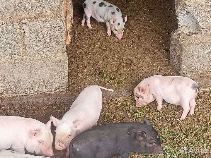Вьетнамские поросята