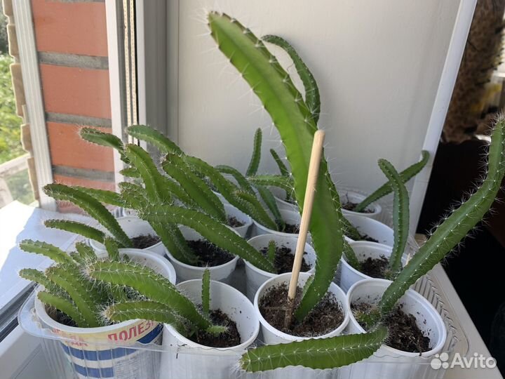 Комнатные растения цветы