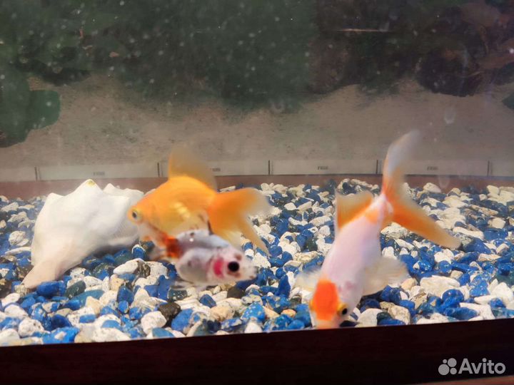 Аквариум на 100 литров