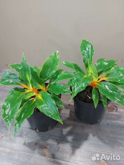Хлорофитум грин оранж