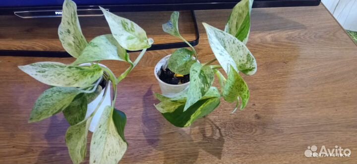 Филодендрон, сциндапсус