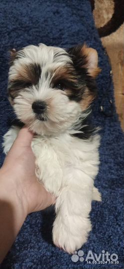 Девочки бивера