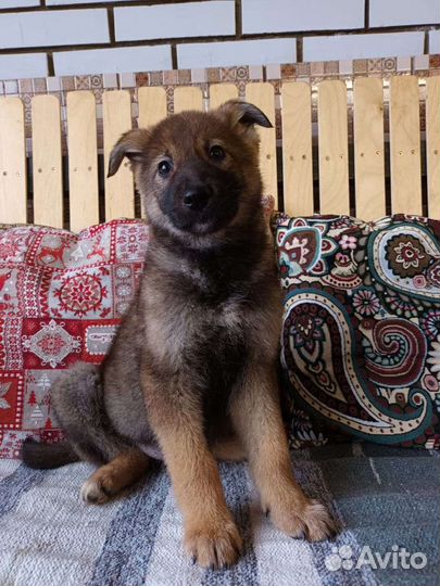 Большой выбор щенят в хорошие руки