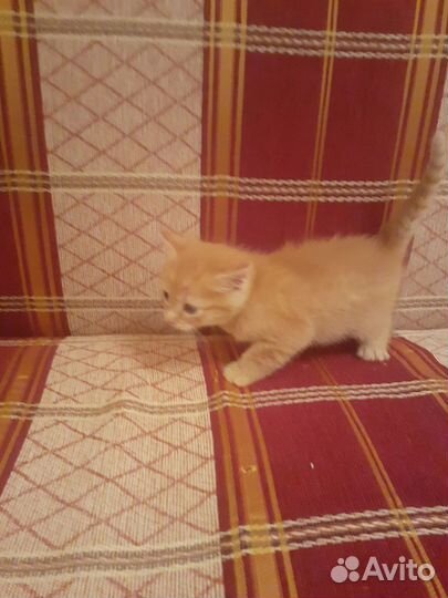 Рыжий котик