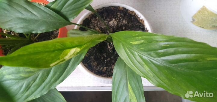 Спатифиллум Гаити