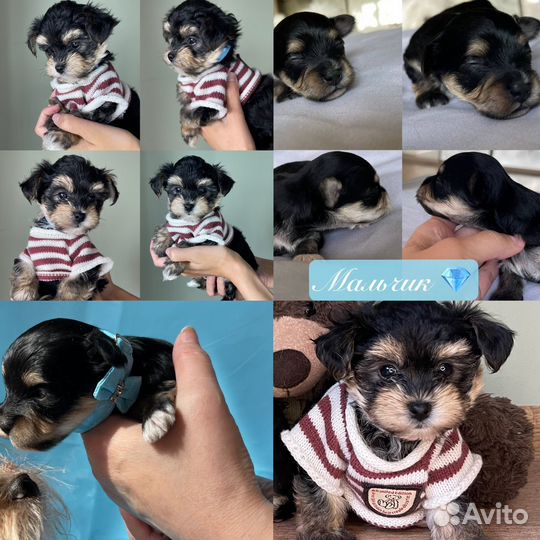 Йоркширский терьер мини беби фейс щенки