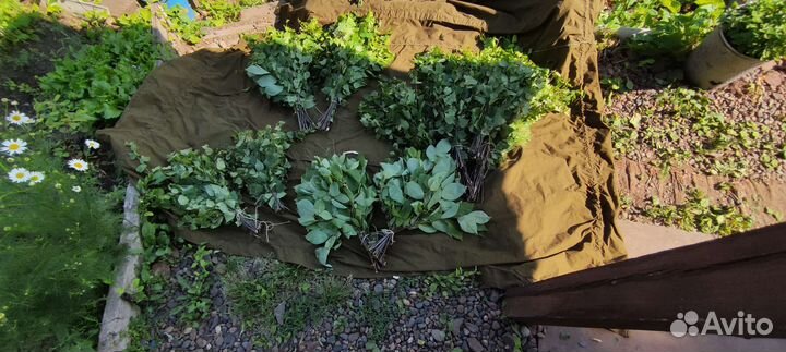 Веники для бани (берёзовые )