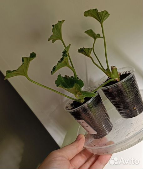 Пеларгония герань сортовая