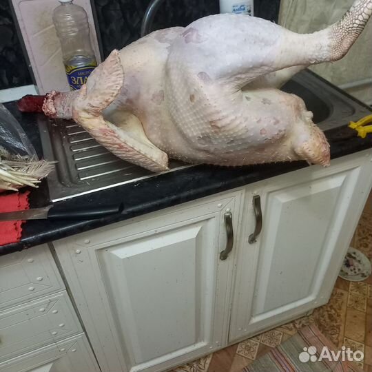 Мясо гуся индейки петуха