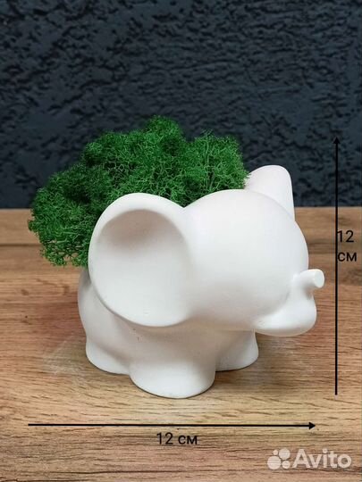 Стабилизированный мох в кашпо