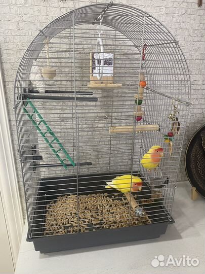 Попугаи неразлучники