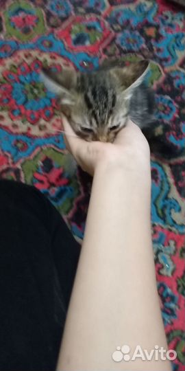 Котята девочки