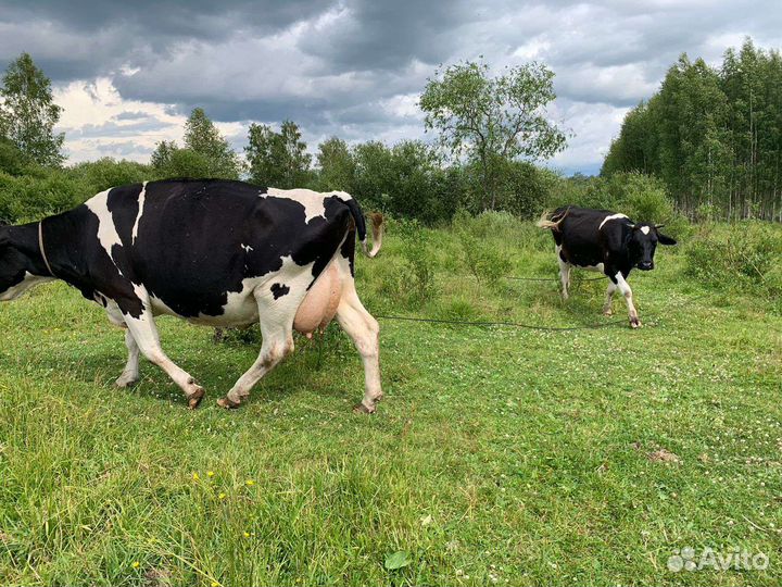 Коровы дойные молочные