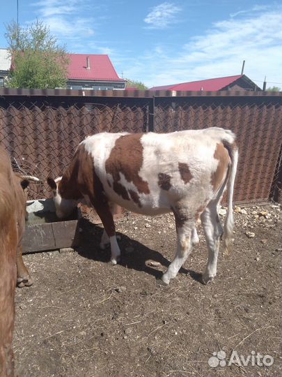 Тёлка 1,4 года