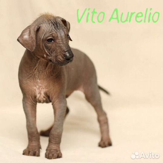 Ксолоитцкуинтли стандарт