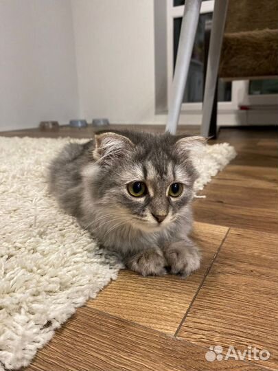 Шотландская кошка Тамара