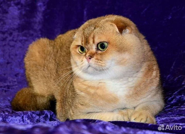 Шотландский золотой кот вязка