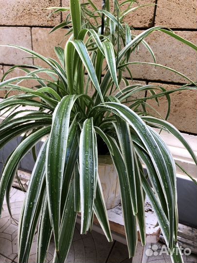 Хлорофитум