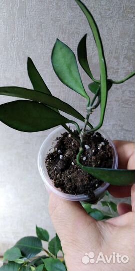 Хойи продажа