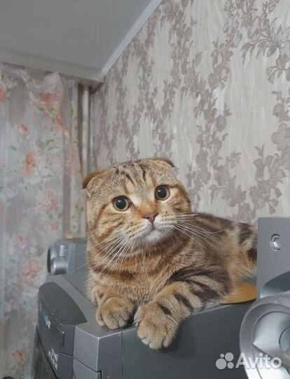 Шотландский кот вязка