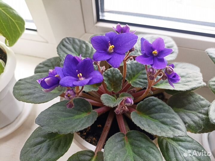Фиалки цветущие в горшке