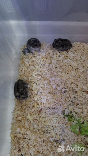 Джунгарский хомяк бесплатно