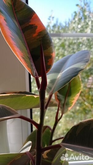 Фикус каучуконосный