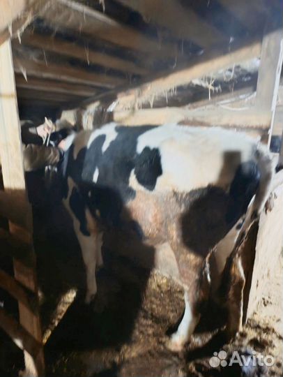 Телка голштинской породы