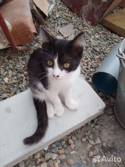 Отдам в добрые руки двухмесячных котят
