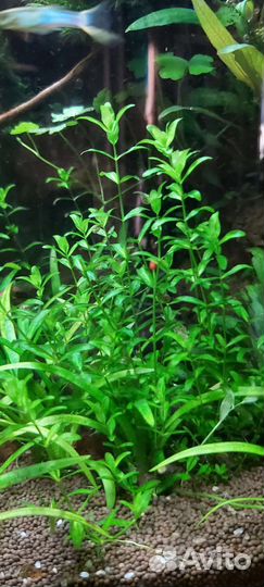 Аквариумные растения