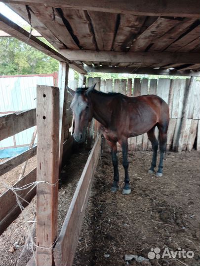 Кобыла 4 года в седло обучена в седло