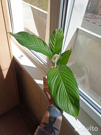 Спатифиллум