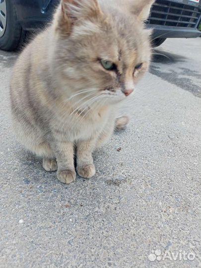 Кошка в дар бесплатно