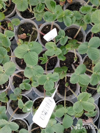 Саженцы клубники