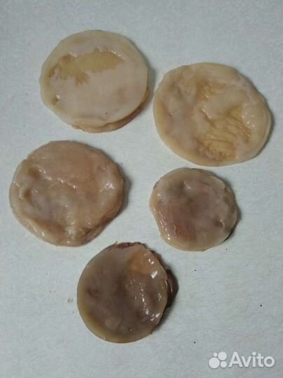 Чайный гриб