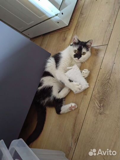 Найдена кошка