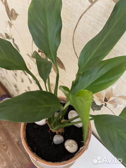 Спатифиллум