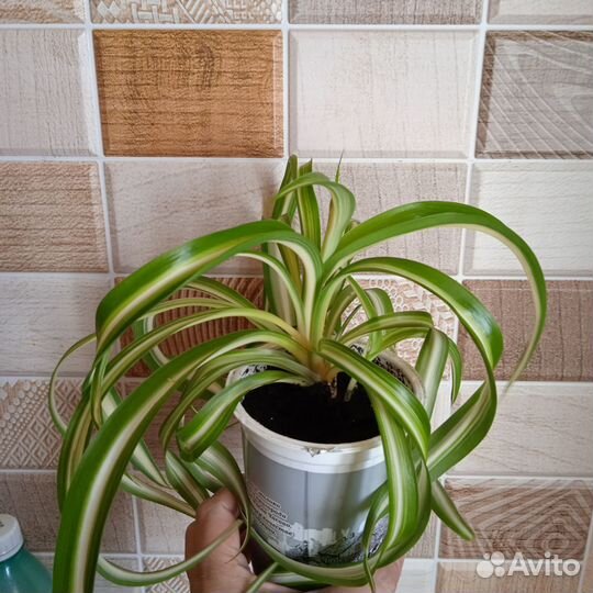 Хлорофитум хохлатый, кудрявый