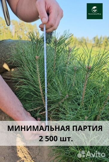 Саженцы сосны окс