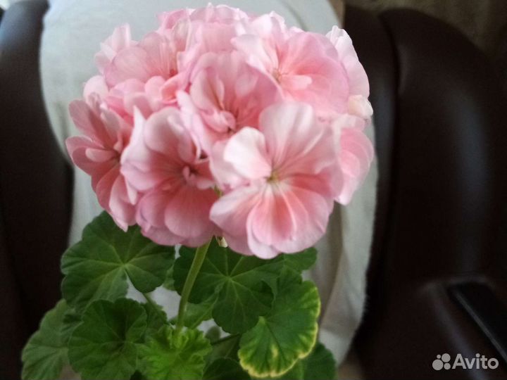 Герани : красная, розовая, алая