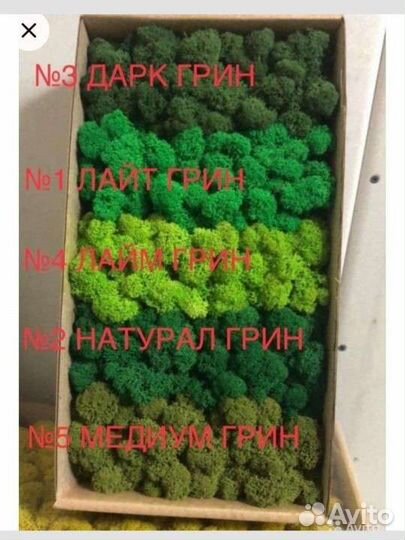 Стабилизированный мох