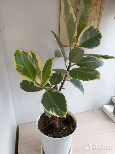 Фикус вариегатный тинеке