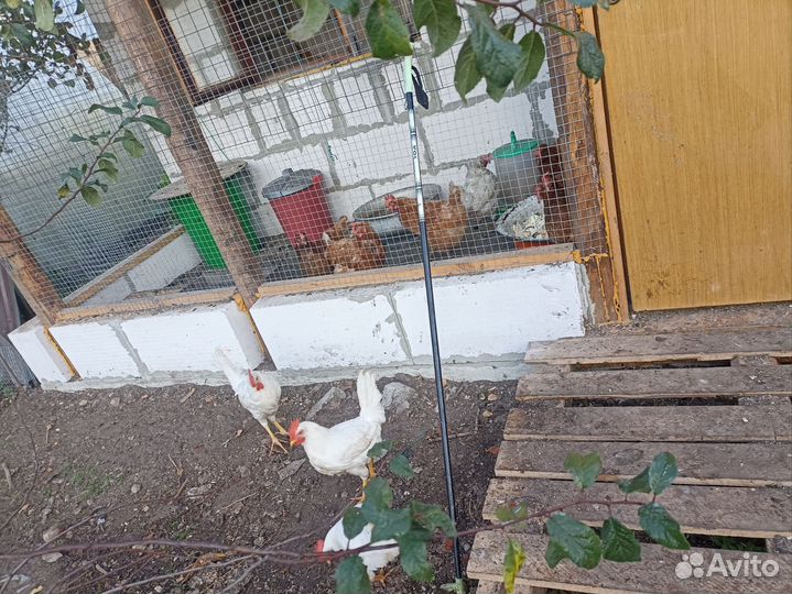 Молодые петушки