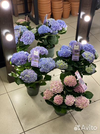 Гортензия микс меджикл