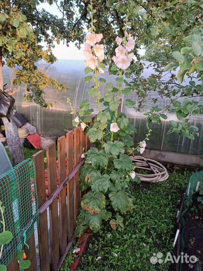 Лилейник жёлтый ранний и др. многолетники