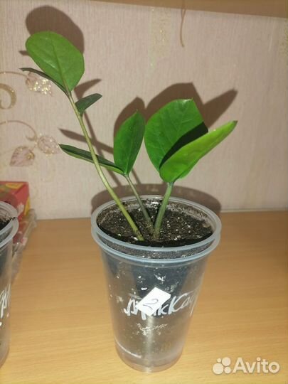 Замиокулькас (доллоровое дерево)